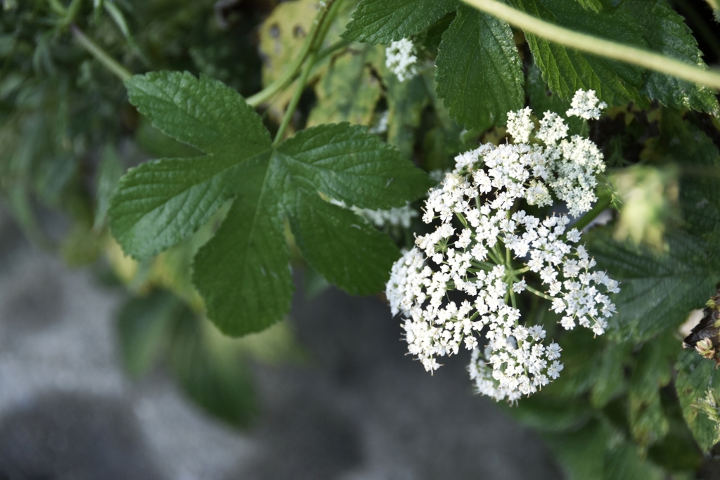 Conioselinum smithii