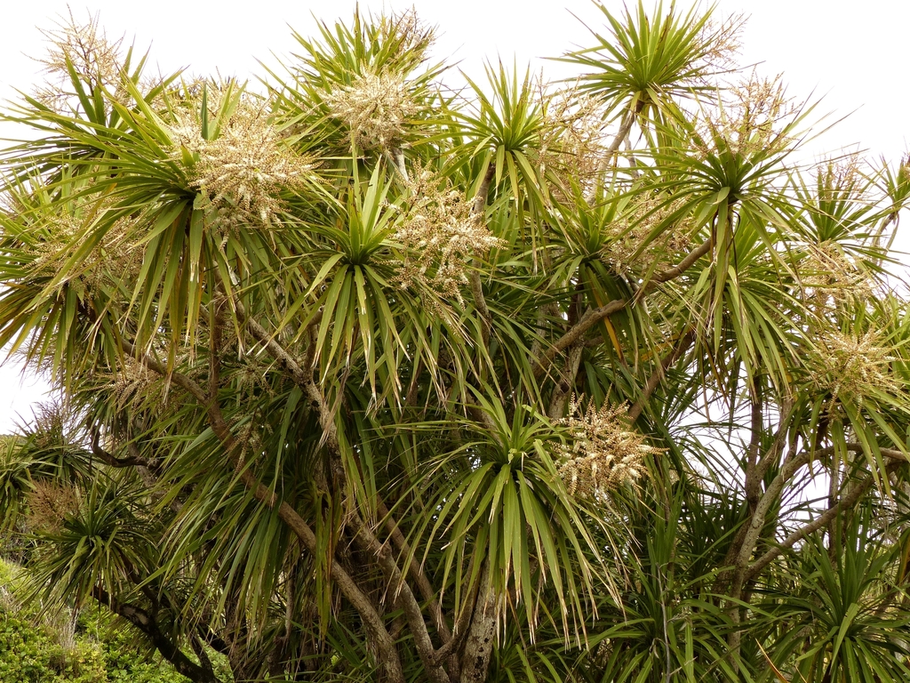 New Zealand cabbage tree (Cordyline australis) · iNaturalist