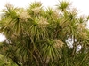 New Zealand Cabbage Tree - Photo (c) Steve Reekie, some rights reserved (CC BY-NC), uploaded by Steve Reekie