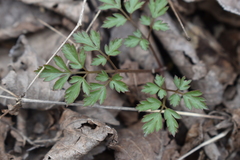 Osmorhiza longistylis
