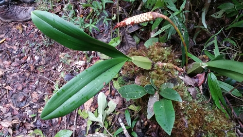 Bulbophyllum coriophorum, photograph 5