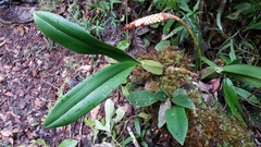 Bulbophyllum coriophorum image