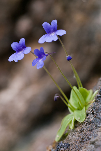 Pinguicula caussensis