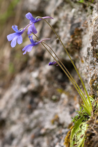 Pinguicula caussensis