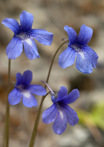 Pinguicula caussensis