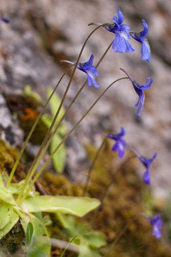 Pinguicula caussensis