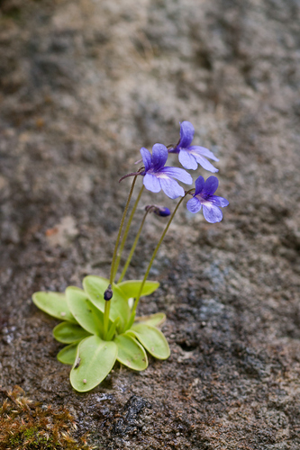 Pinguicula caussensis