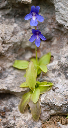 Pinguicula caussensis