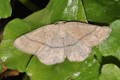 Cyclophora ruficiliaria