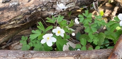 Isopyrum thalictroides