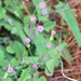 Emilia sonchifolia - Photo (c) Robert Simons,  זכויות יוצרים חלקיות (CC BY-NC), הועלה על ידי Robert Simons
