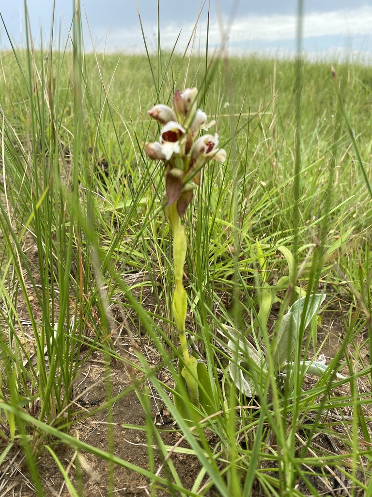 Satyrium sphaerocarpum