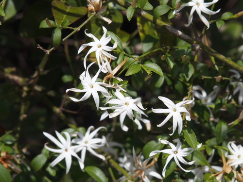 Jasminum angustifolium, 2017-07-25