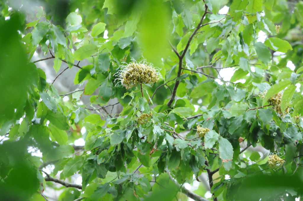 Peltogyne angustiflora