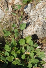 Erodium chium