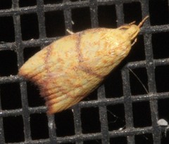 Pycnozancla acribes