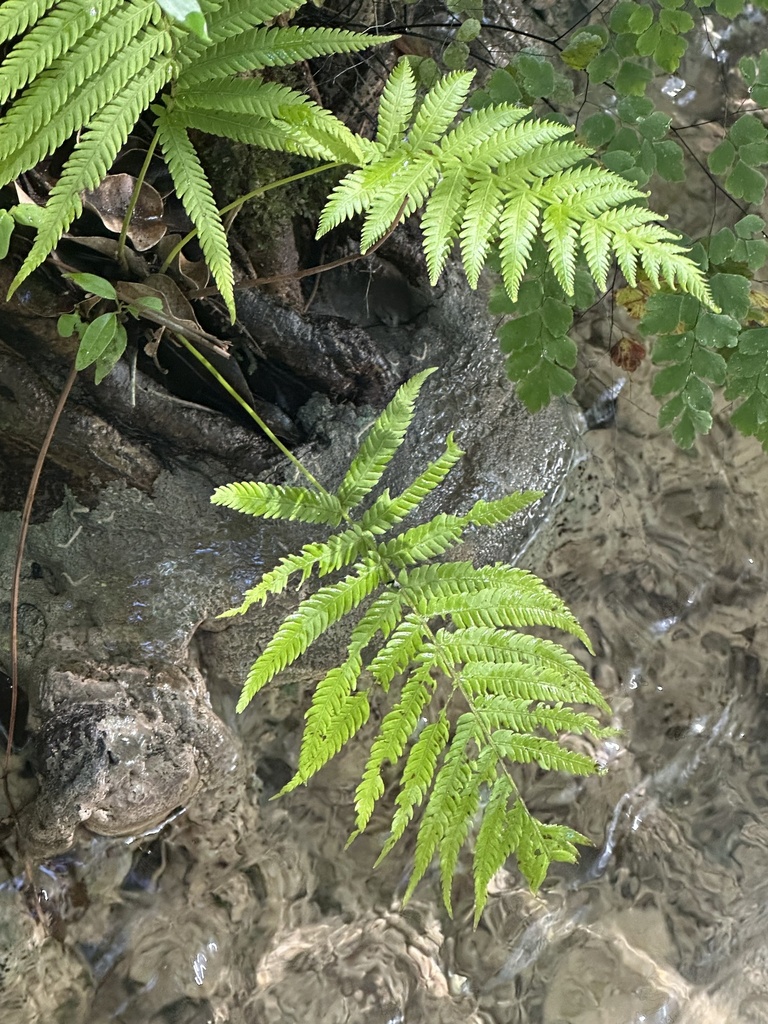 Ovate Maiden Fern From Jamaica, Saint Ann, Middlesex County, Jm On 