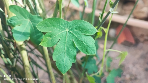 Tropaeolum seemannii, photograph 3