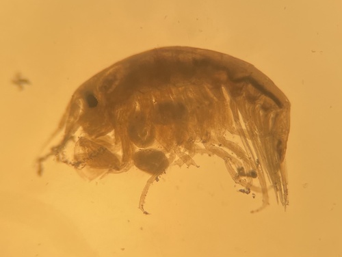 Hourstonius laguna