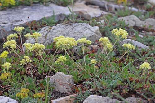 Eriogonum umbellatum var. desereticum