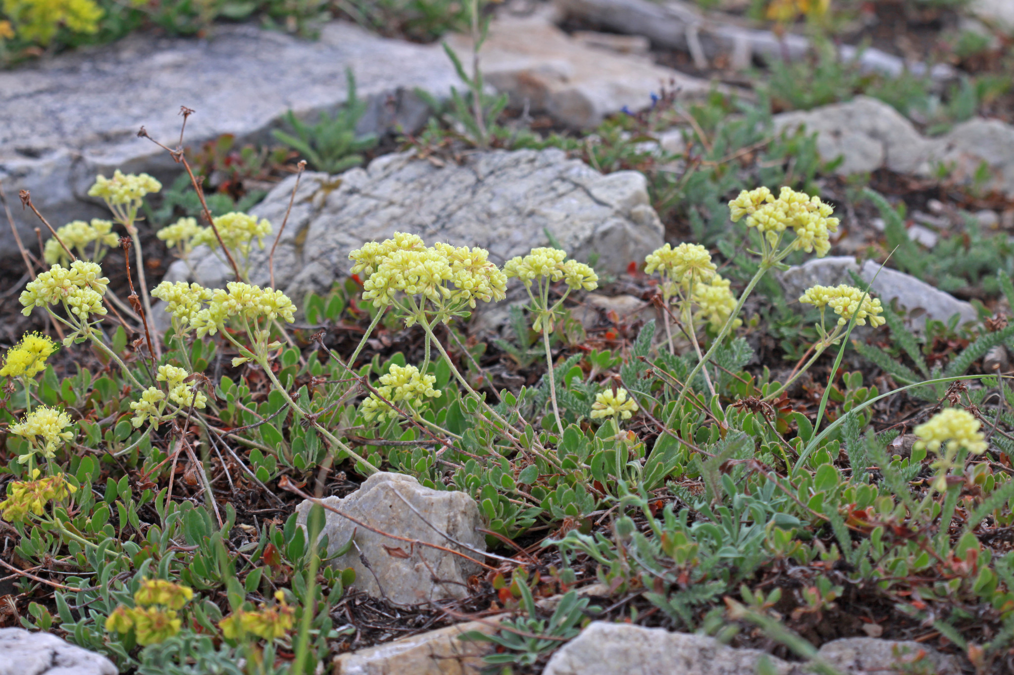 Eriogonum umbellatum var. desereticum