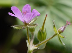 Erodium chium