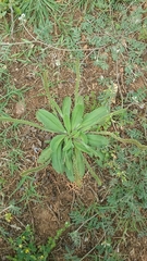 Plantago