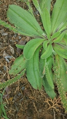 Plantago