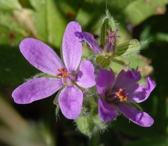 Erodium chium