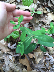 Euphorbia pubentissima