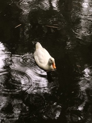 Anas platyrhynchos domesticus