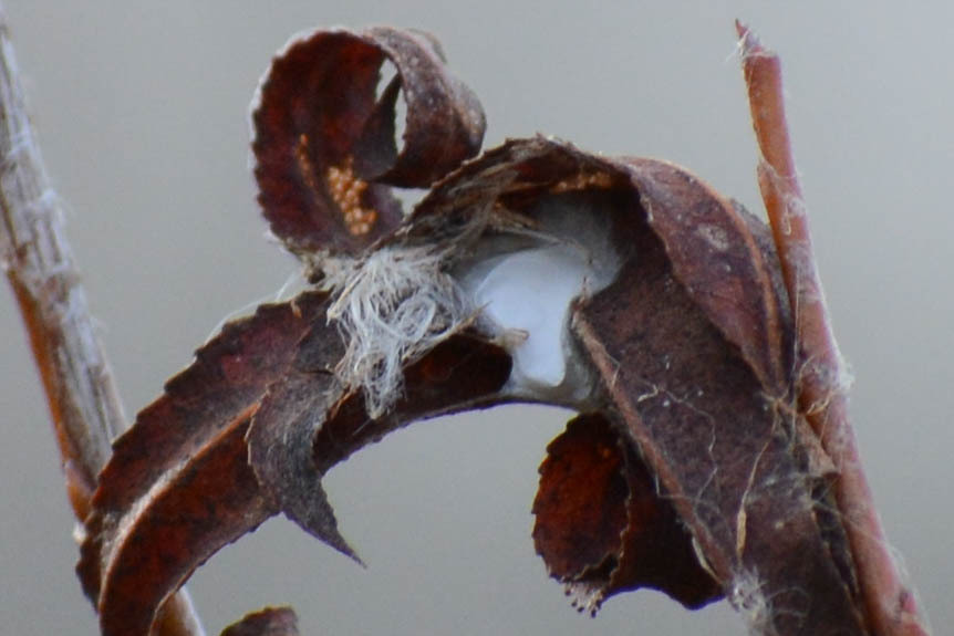 Spiders from Northwest Raleigh, Raleigh, NC, USA on December 23, 2023 ...