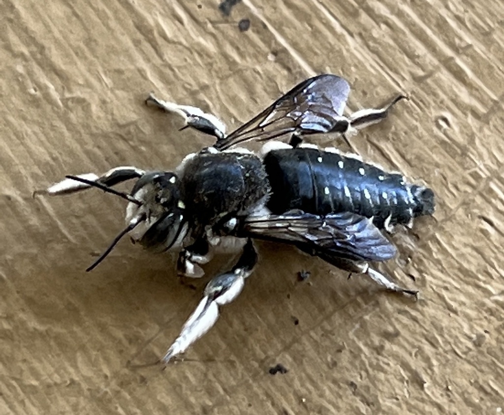 Nivanthidium