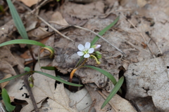 Claytonia virginica