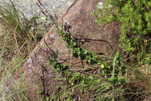Image of Aeollanthus rehmannii by (c) Tony Rebelo, some rights reserved (CC BY-SA)