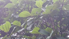 Dichaetanthera