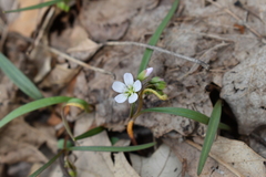 Claytonia virginica