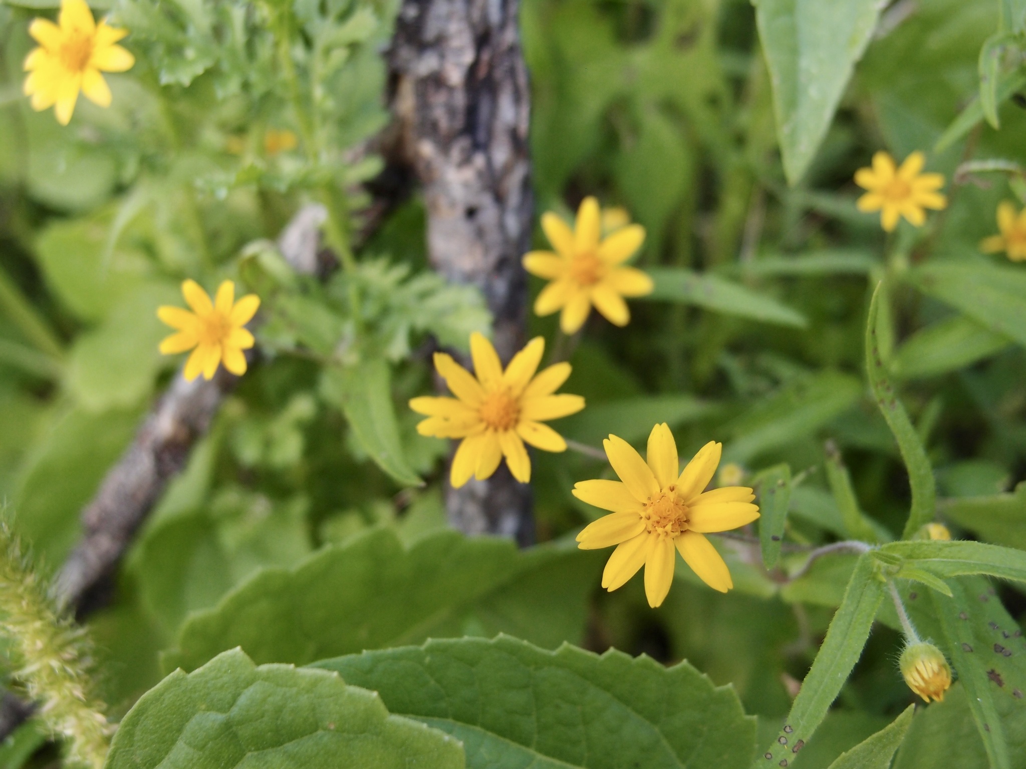 Melampodium appendiculatum