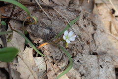 Claytonia virginica