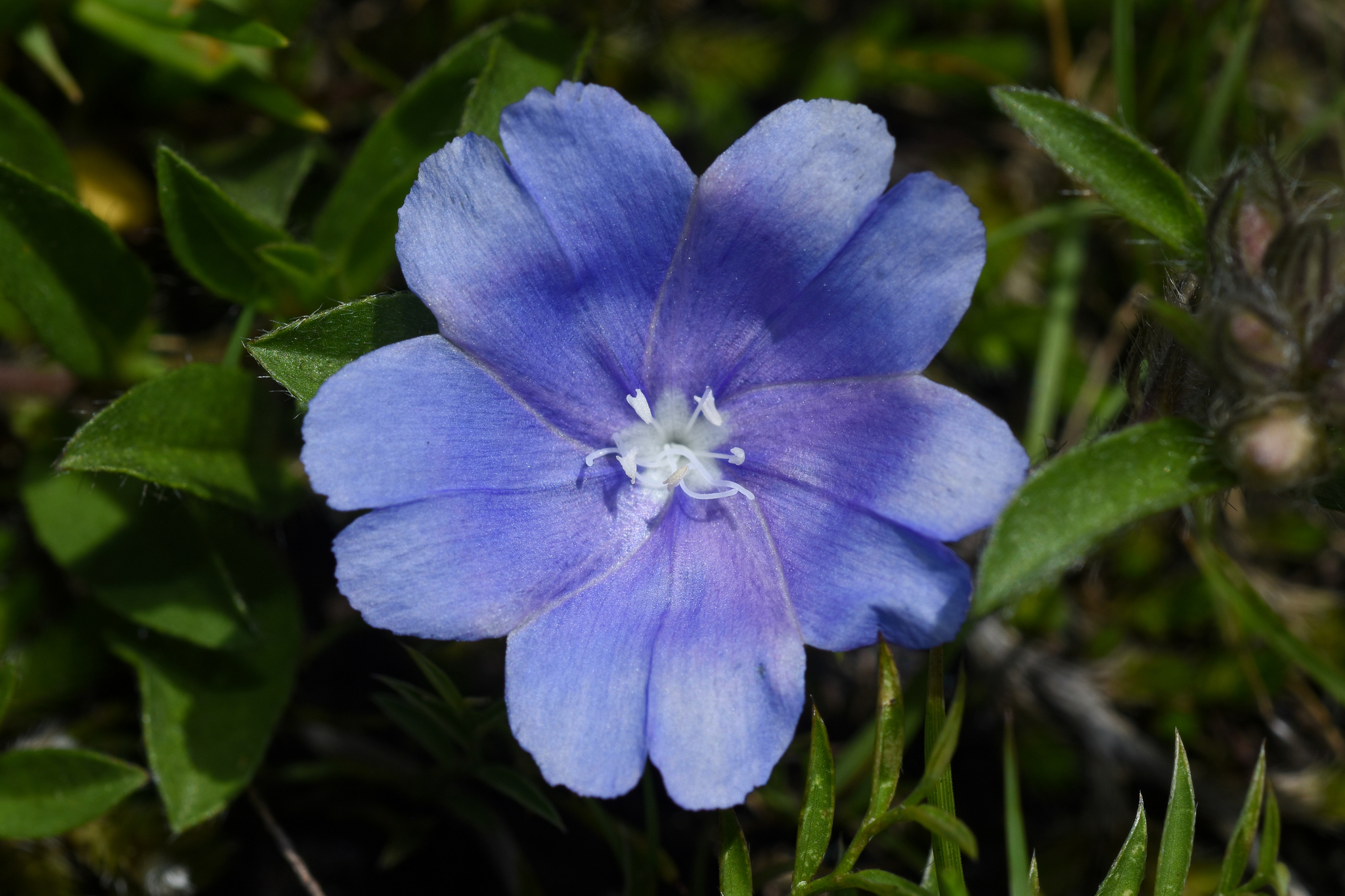 Evolvulus glomeratus ssp. grandiflorus