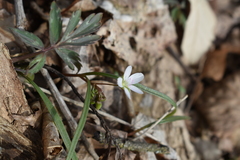 Claytonia virginica