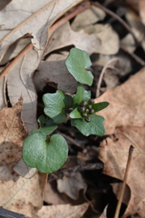 Cardamine douglassii