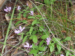Rhinotropis californica