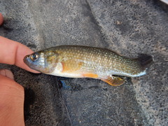 Fundulus grandis