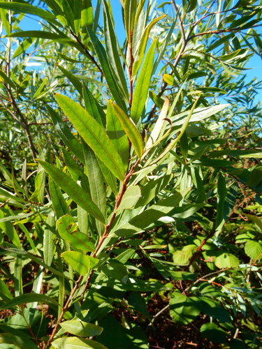 Image of Salix melanopsis by (c) Ed Alverson, some rights reserved (CC BY)