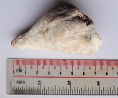 Australaria australasia