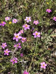 Leptosiphon parviflorus