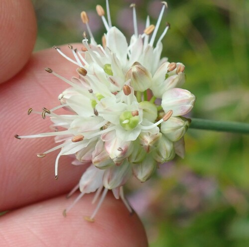 Image of Allium ericetorum by (c) Benoit NABHOLZ, some rights reserved (CC BY-SA)