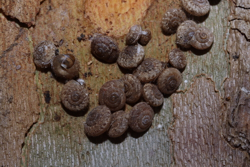 European Snail
