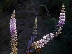 Lupinus albifrons